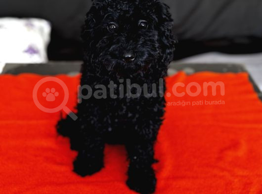 Safkan Black Toy Poodle Yavrular - Servis İmkanı görsel