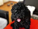 Safkan Black Toy Poodle Yavrular - Servis İmkanı