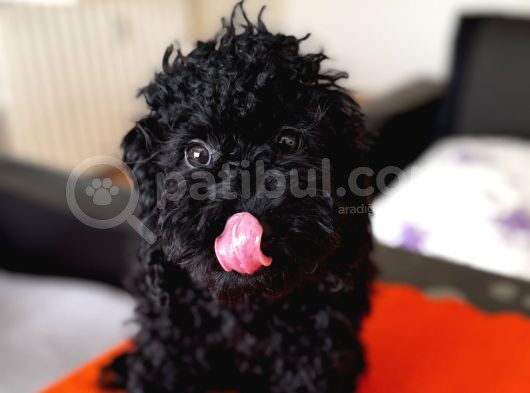 Safkan Black Toy Poodle Yavrular - Servis İmkanı