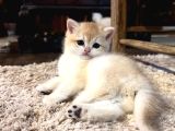 Saf Kan Şecereli Golden British Shorthair Yavrular