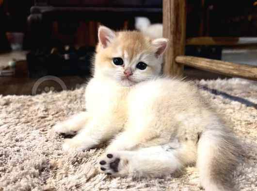 Saf Kan Şecereli Golden British Shorthair Yavrular görsel