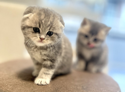 Safkan Scottish Fold-Straight Kardeşler İçin Yeni Yuva