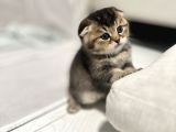 Safkan Scottish Fold-Straight Kardeşler İçin Yeni Yuva