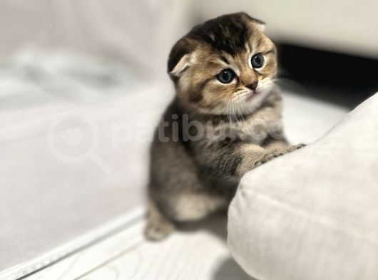 Safkan Scottish Fold-Straight Kardeşler İçin Yeni Yuva görsel