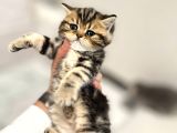 Safkan Scottish Fold-Straight Kardeşler İçin Yeni Yuva