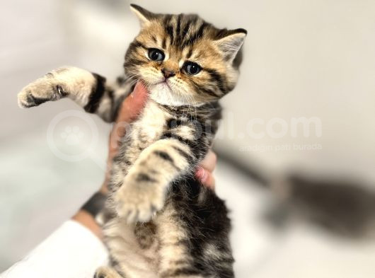 Safkan Scottish Fold-Straight Kardeşler İçin Yeni Yuva görsel