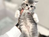 Safkan Scottish Fold-Straight Kardeşler İçin Yeni Yuva