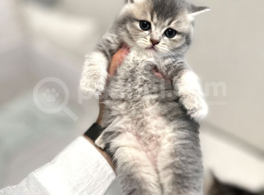 Safkan Scottish Fold-Straight Kardeşler İçin Yeni Yuva görsel