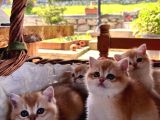 Saf Kan Şecereli Golden British Shorthair Yavrular
