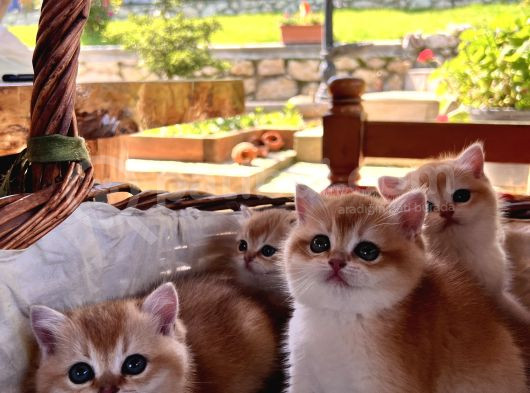 Saf Kan Şecereli Golden British Shorthair Yavrular görsel