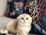 AYI SURAT SCOTTİSH FOLD GOLDEN HER İLE GÖNDERİM