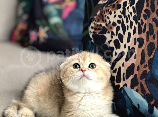 Ayi Surat Scotti̇sh Fold Golden Her İle Gönderi̇m görsel