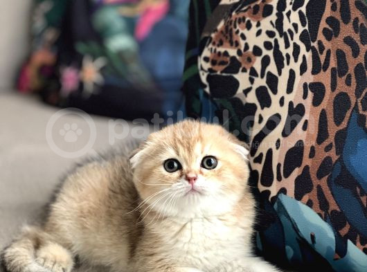 Ayi Surat Scotti̇sh Fold Golden Her İle Gönderi̇m görsel