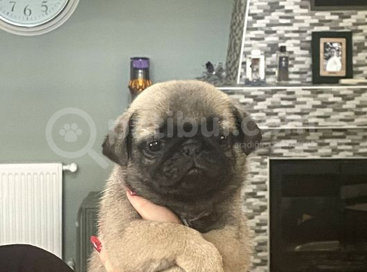 Gülkuyruk Pug Bebekler görsel