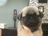 Gülkuyruk Pug Bebekler