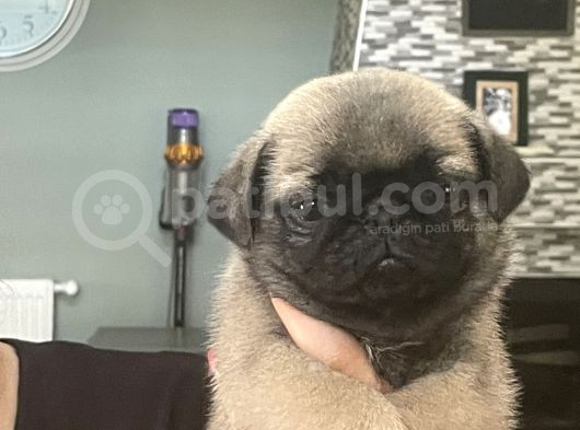 Gülkuyruk Pug Bebekler görsel