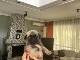 Gülkuyruk pug bebekler