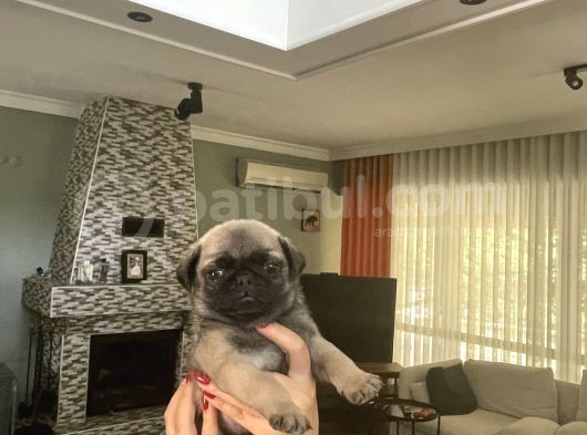 Gülkuyruk Pug Bebekler