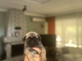 Gülkuyruk Pug Bebekler