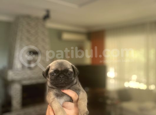 Gülkuyruk Pug Bebekler görsel