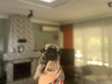 Gülkuyruk Pug Bebekler