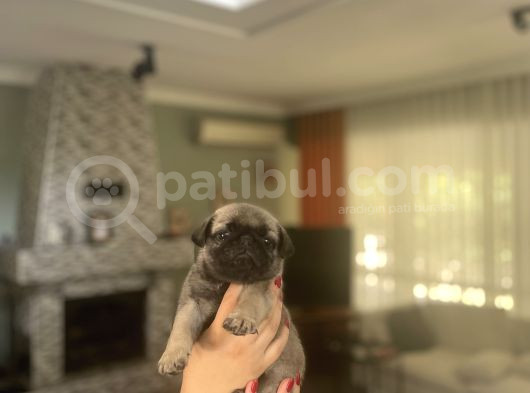 Gülkuyruk Pug Bebekler görsel