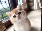 Saf Kan Şecereli Golden British Shorthair Yavrular