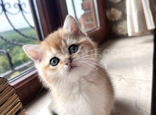 Saf Kan Şecereli Golden British Shorthair Yavrular görsel
