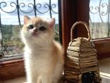 Saf kan şecereli Golden British Shorthair Yavrular