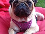 Irkının En Iyi Örneklerinden Pug Mobs Bebeklerimiz 