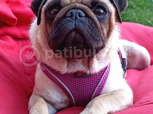 Irkının En Iyi Örneklerinden Pug Mobs Bebeklerimiz  görsel