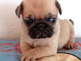 Irkının En Iyi Örneklerinden Pug Mobs Bebeklerimiz 