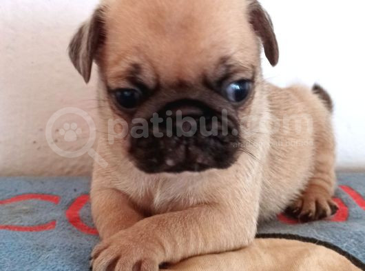 Irkının En Iyi Örneklerinden Pug Mobs Bebeklerimiz  görsel