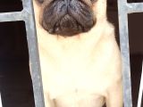 Irkının En Iyi Örneklerinden Pug Mobs Bebeklerimiz 