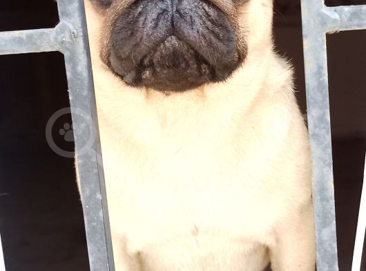 Irkının En Iyi Örneklerinden Pug Mobs Bebeklerimiz  görsel