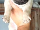 Irkının En Iyi Örneklerinden Pug Mobs Bebeklerimiz 