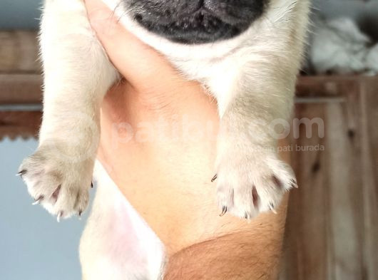 Irkının En Iyi Örneklerinden Pug Mobs Bebeklerimiz  görsel