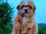 MİNİ PUPPY BOY KAHVE TONLU KIVIRCIK TÜYLÜ MALTİPO YAVRULAR 