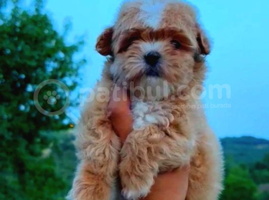 Mi̇ni̇ Puppy Boy Kahve Tonlu Kivircik Tüylü Malti̇po Yavrular 