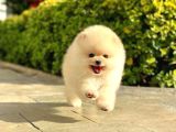 Pomeranian Boo