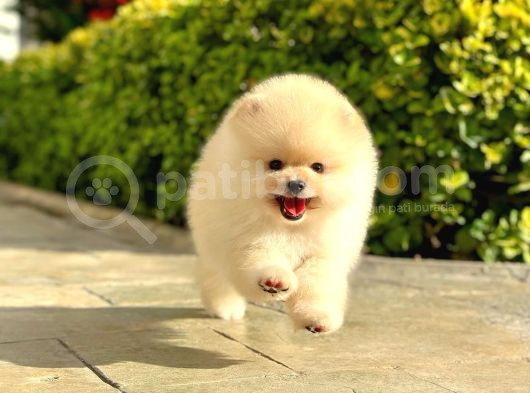 Pomeranian Boo görsel