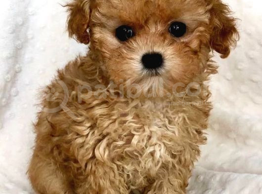 Kipkirmizi Saf Kan Evci̇lbebekler Ev Üreti̇mi̇ Tooy Poodle Yavr