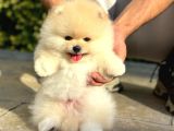 Pomeranian boo