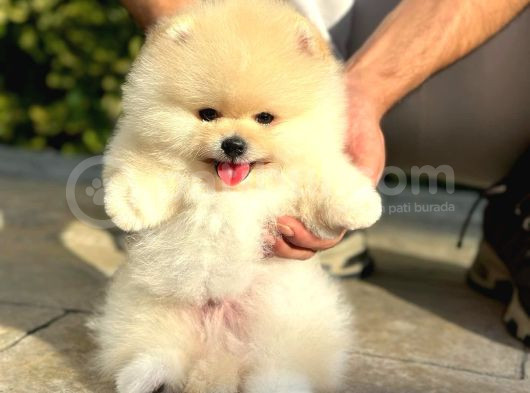 Pomeranian Boo