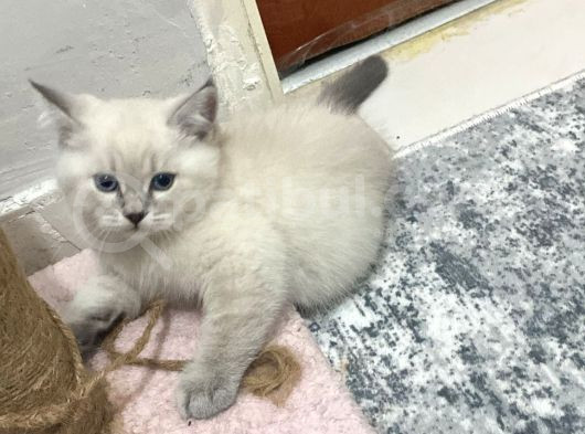 5 Nisan Doğumlu Erkek Yavrumuzu Sahiplendiriyoruz görsel