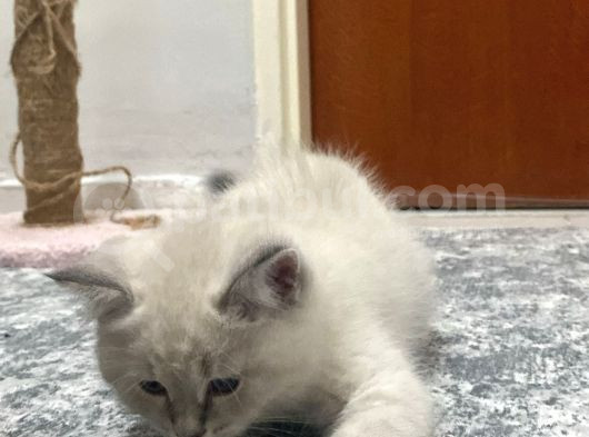 5 Nisan Doğumlu Erkek Yavrumuzu Sahiplendiriyoruz