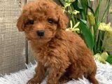 Mini puppy boy kıpkırmızı Red ev üretimi TOOY POODLE YAVRU