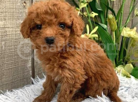 Mini Puppy Boy Kıpkırmızı Red Ev Üretimi Tooy Poodle Yavru