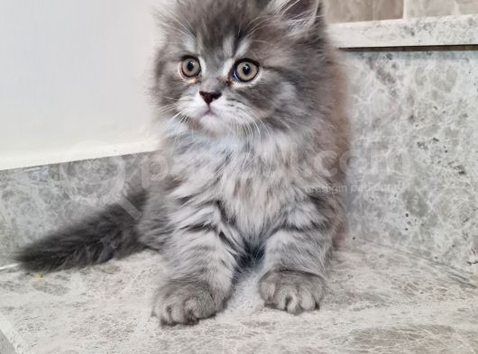 Bal Bebekker