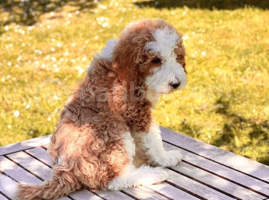 Particolor İki Renkli Dev Poodle Yavrular görsel